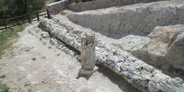 Petrified forest Lesvos